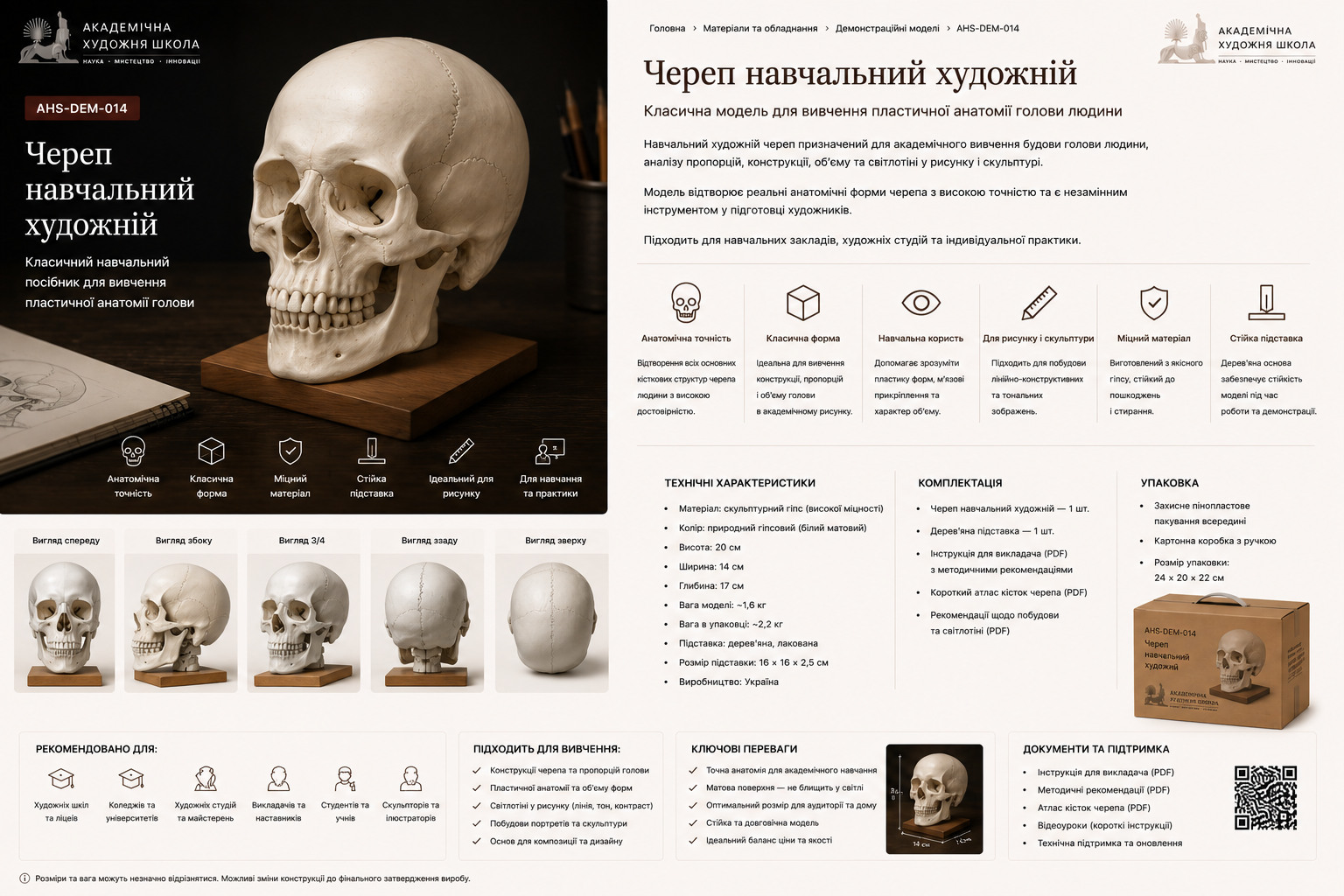 Череп навчальний художній