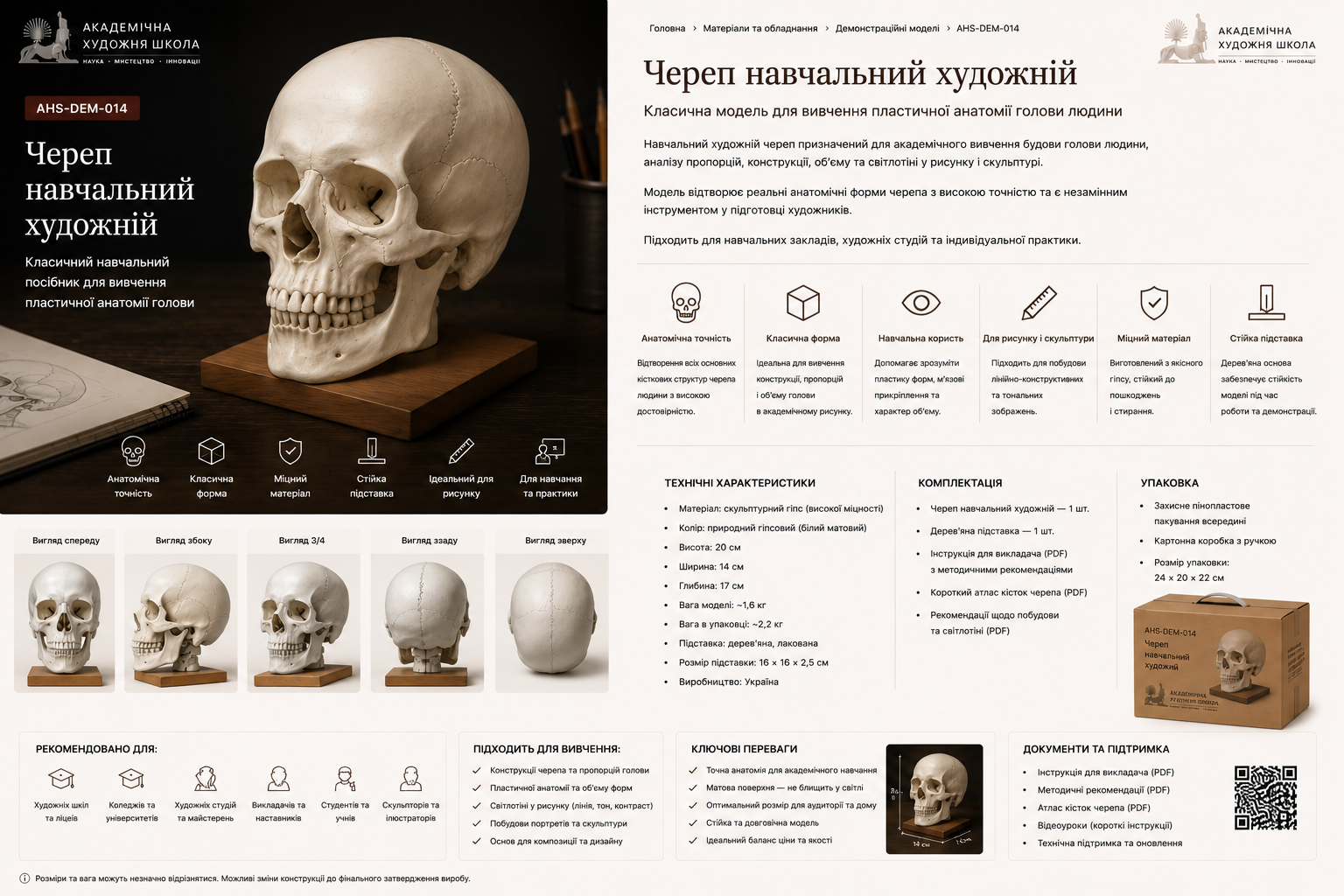 Череп навчальний художній