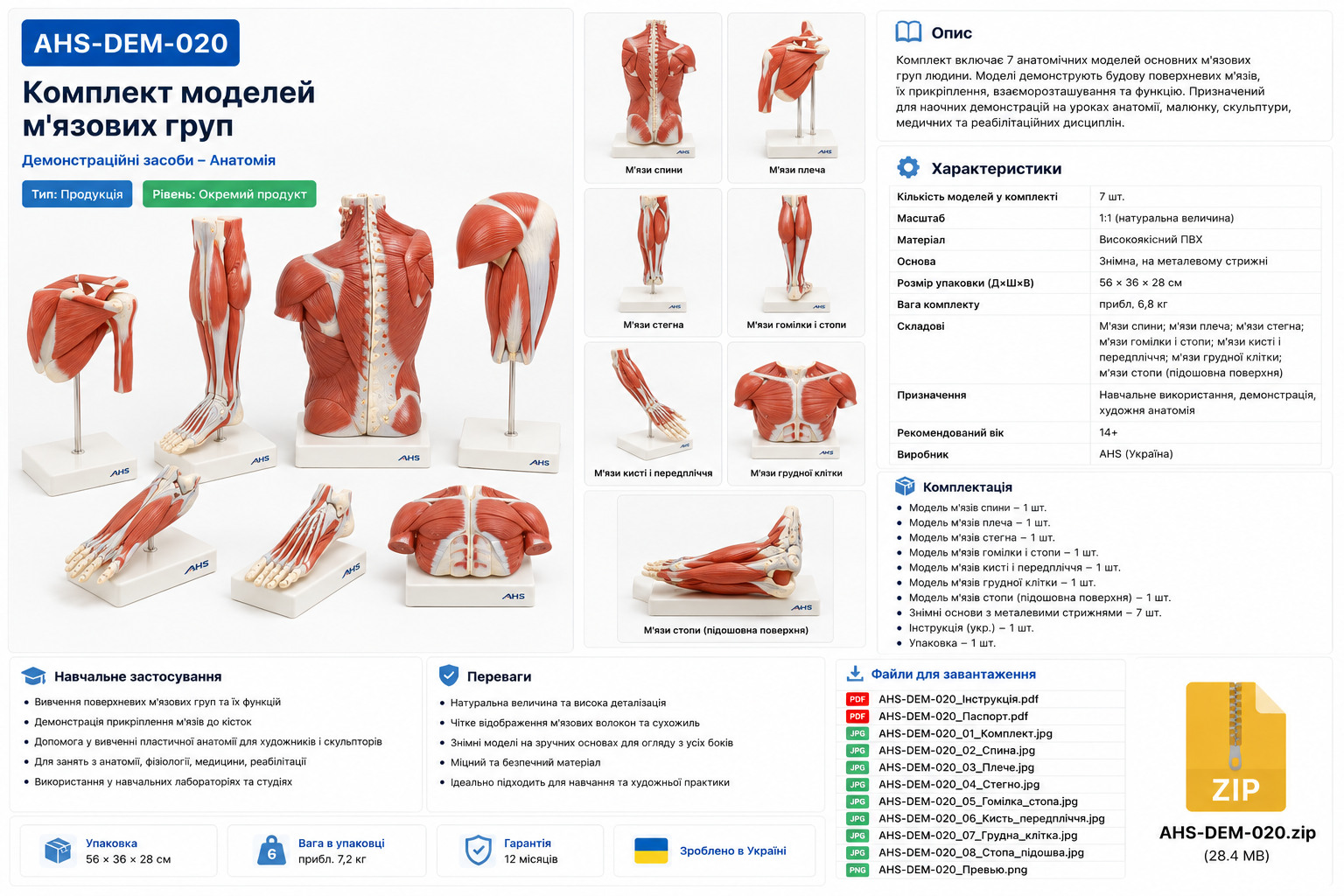 Комплект моделей м'язових груп